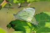 Small White butterfly (Lille klsommerfugl / Pieris rapae)