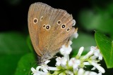 Ringlet (Engrandje / Aphantopus hyperantus)