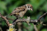 Tree Sparrow (Skovspurv / Passer montanus)