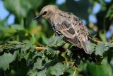 Starling (Str / Sturnus vulgaris)