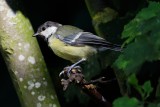 Great Tit (Musvit / Parus major)