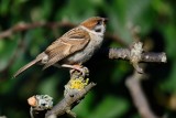 Tree Sparrow (Skovspurv / Passer montanus)