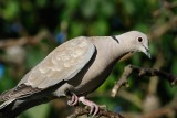 Collared dove (Tyrkerdue / Streptopelia decaocto)
