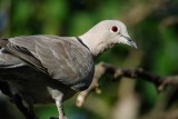 Collared dove (Tyrkerdue / Streptopelia decaocto)