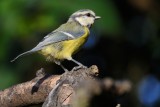 Blue tit (Blåmejse / Cyanistes caeruleus)