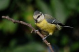Blue tit (Blåmejse / Cyanistes caeruleus)