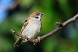 Tree Sparrow (Skovspurv / Passer montanus)