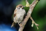Tree Sparrow (Skovspurv / Passer montanus)