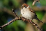 Tree Sparrow (Skovspurv / Passer montanus)