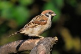 Tree Sparrow (Skovspurv / Passer montanus)