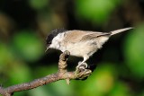 Marsh tit (Sumpmejse / Poecile palustris)