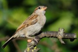 House Sparrow (Gråspurv / Passer domesticus)