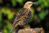 Starling (Stær / Sturnus vulgaris) (updated:2008-10-22)
