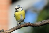 Blue tit (Blåmejse / Cyanistes caeruleus)