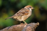 Tree Sparrow (Skovspurv / Passer montanus)