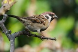 Tree Sparrow (Skovspurv / Passer montanus)