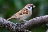 Tree Sparrow (Skovspurv / Passer montanus)