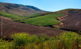 Palouse 2013