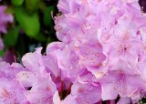 Rhododendrum revisited