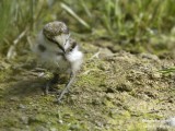 LITTLE-RINGED-PLOVER chick