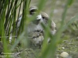 LITTLE-RINGED-PLOVER chick with female 