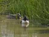 NORTHERN SHOVELER  pair