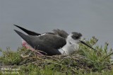 BLACK-WINGED-STILT