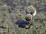 LITTLE-RINGED-PLOVER chick