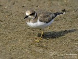 LITTLE-RINGED-PLOVER 