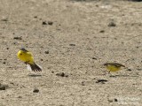 WESTERN YELLOW WAGTAIL chased by female