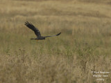 Montagus Harrier 5093