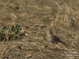 Crested Lark 3730