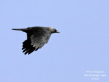 Eurasian Jackdaw 4281