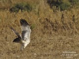 Booted Eagle pale morph 4144