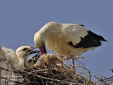 White Stork 4214