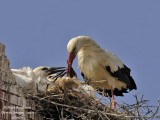 White Stork 4205