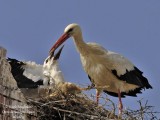 White Stork 4199