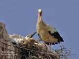 White Stork 4192