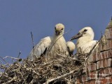 White Stork 4137