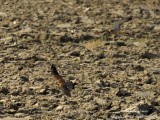 Lesser Kestrel males hunting 4763