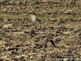 Lesser Kestrel males hunting 4759
