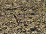 Lesser Kestrel males hunting 4762