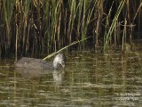 Common Coot juv 5334