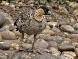 HAWAIIAN-GOOSE 