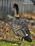 HAWAIIAN GOOSE - rear view