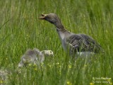 GREYLAG GOOSE and chick