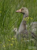 GREYLAG GOOSE and chick