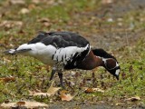 RED-BREASTED GOOSE