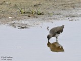 GREEN SANDPIPER 