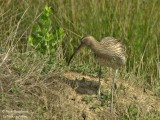 EURASIAN-CURLEW